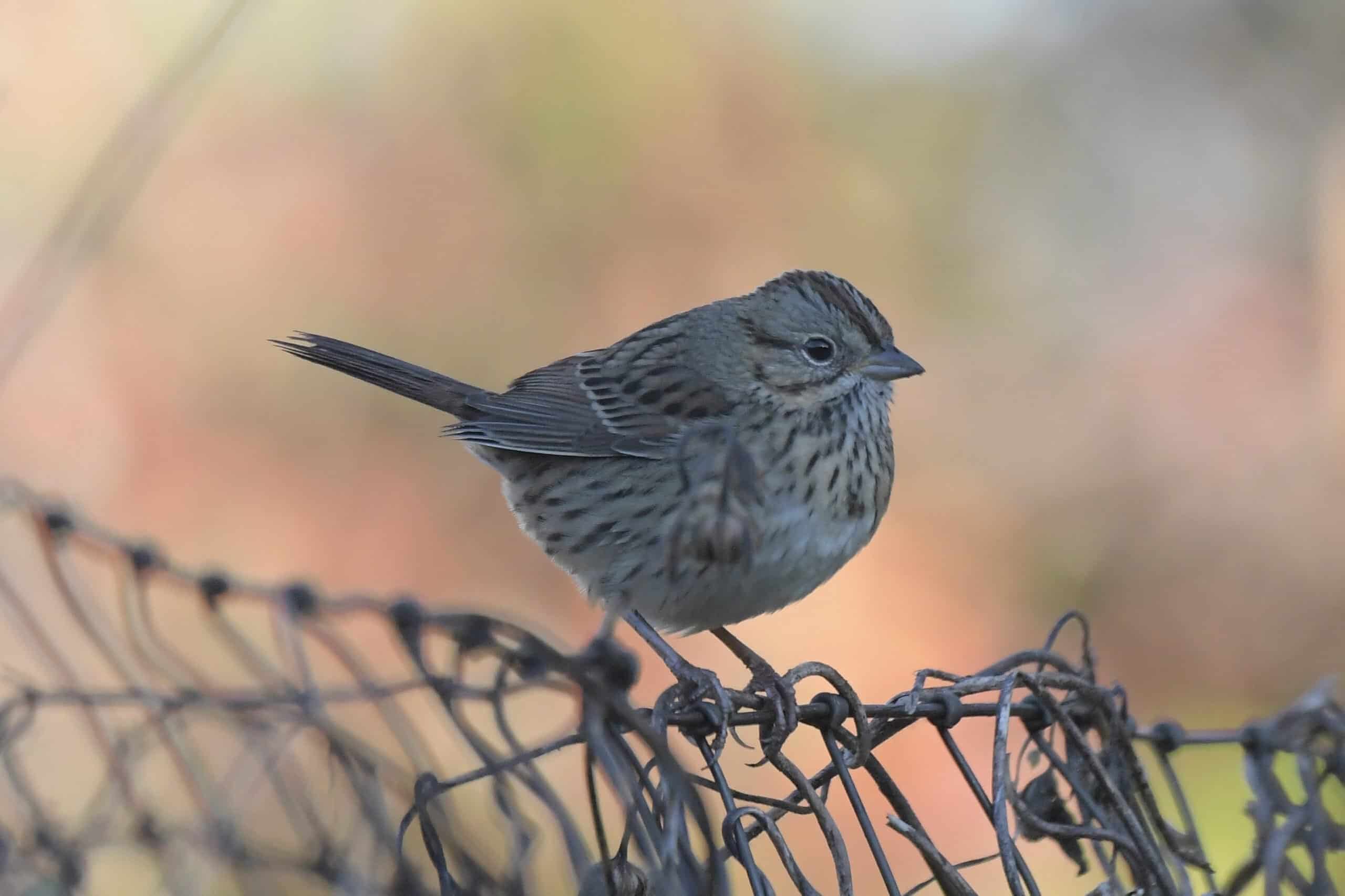 Fall Birding in Nahanton Park