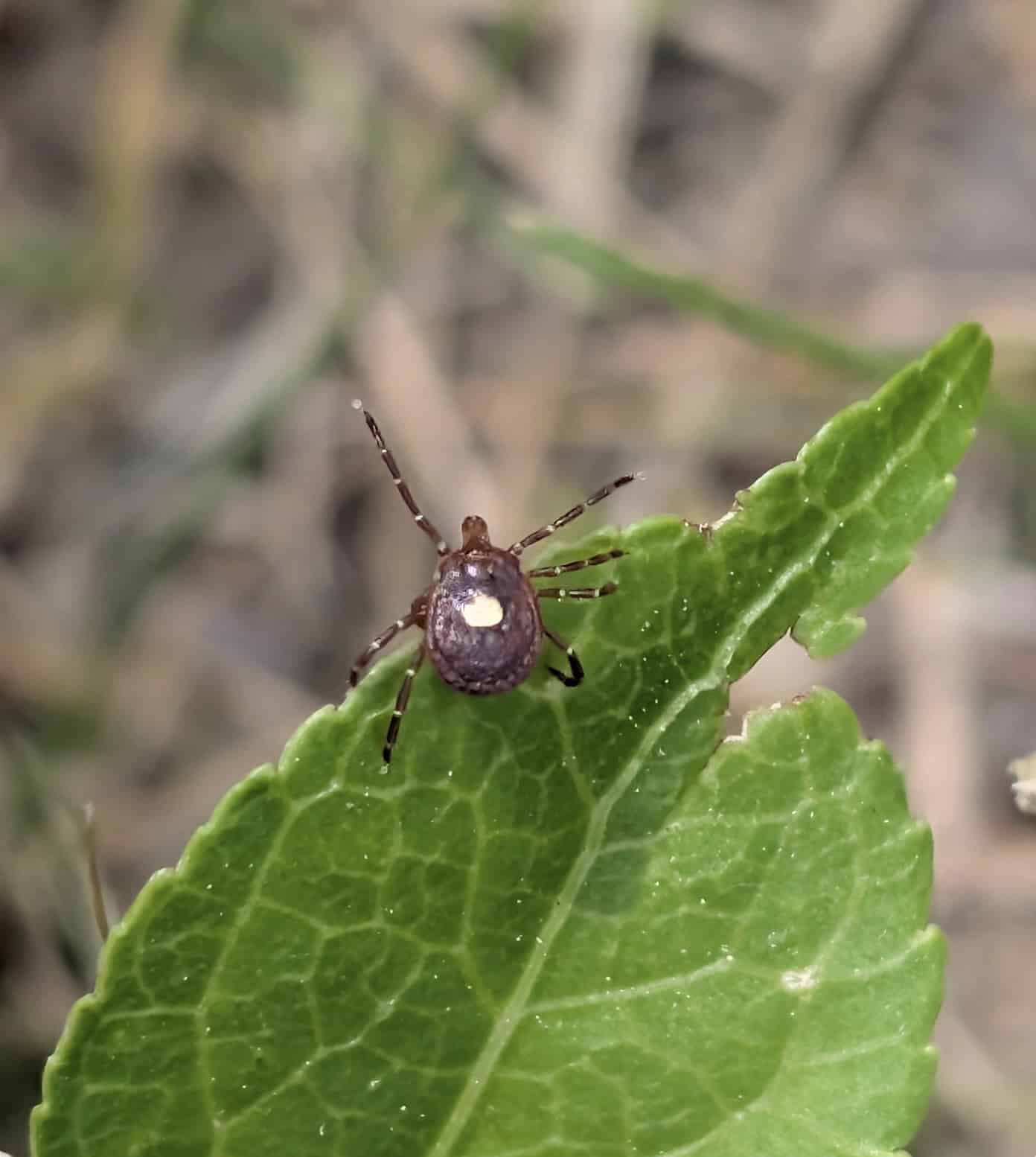 Webinar: Tick Talk: Tick Ecology and Prevention